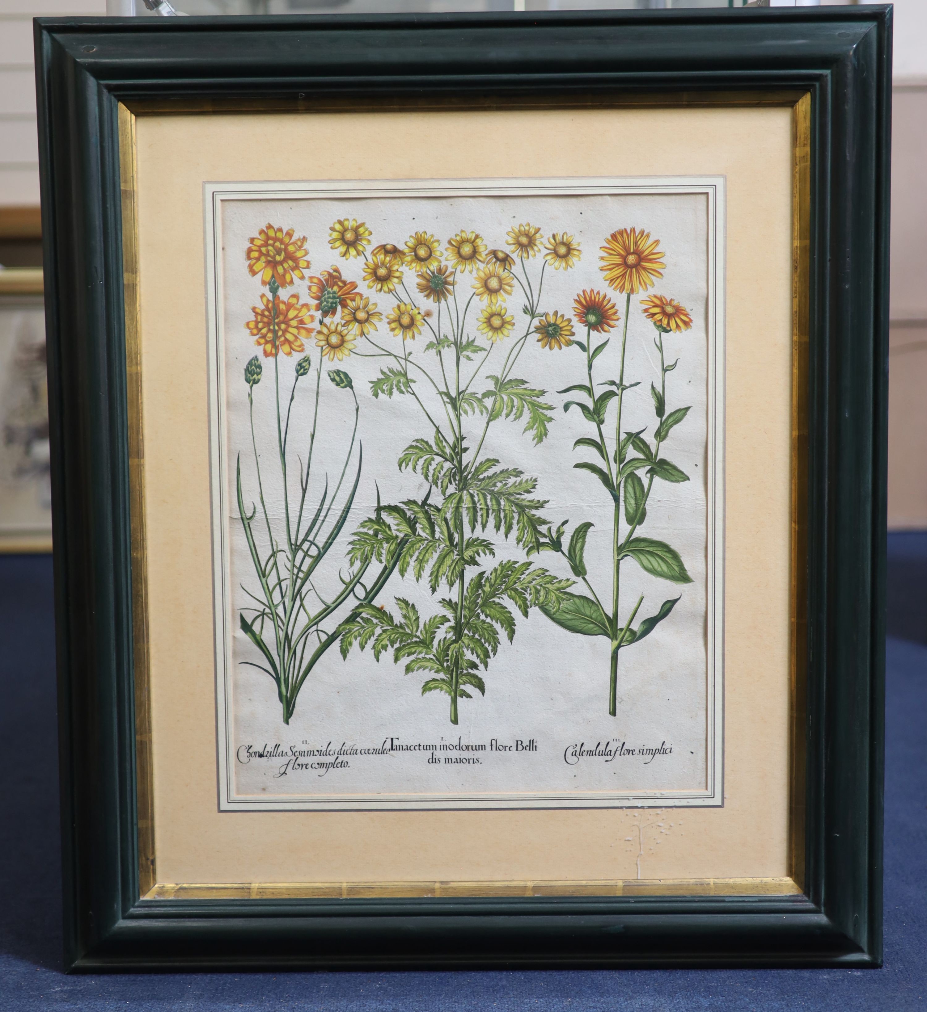 Basilius Besler (1561-1629), Martagon Imperiale Molchatum, Myrtus Tarentina, Myrtus Latifolns, Calendula Prolifera, Tanacetum Inodorum, Flore Belli and Reseda Plinn, Five engravings with handcolouring printed on laid pap